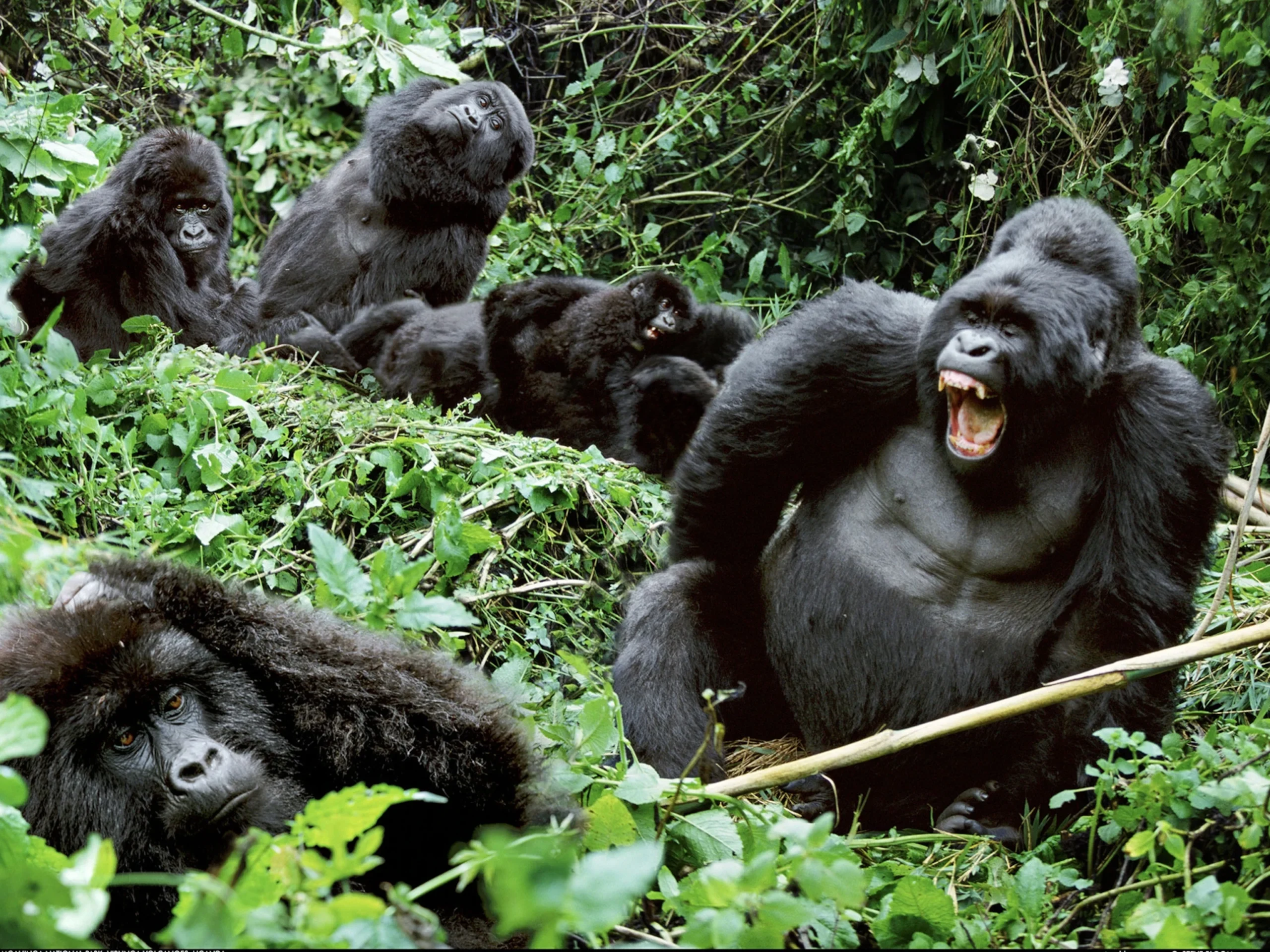 A family of gorillas surrounded by green forest vegetation