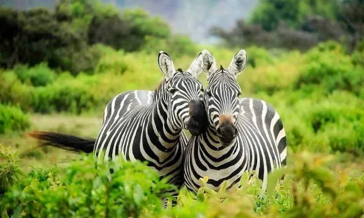 Two zebras standing together in green vegetation